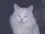 белый-пребелый ангорский кот